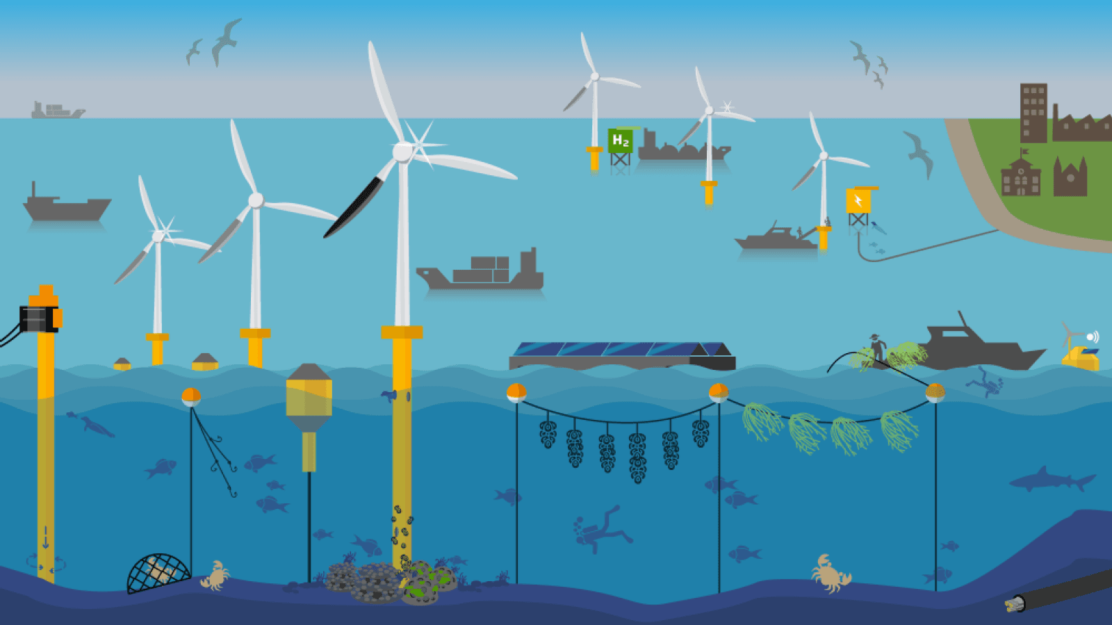 Wind Power Fish Advancing multi-use in offshore wind farms | MARIN